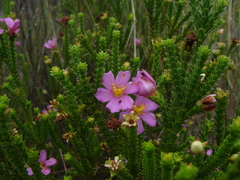 Lavoisiera