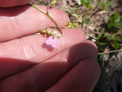 Phaseolus polystachios sinuatus