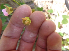Phaseolus polystachios sinuatus