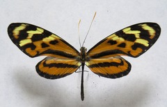 Mechanitis lysimnia utemaia