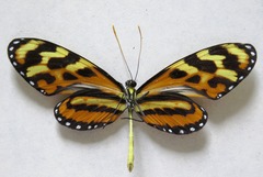Mechanitis lysimnia utemaia