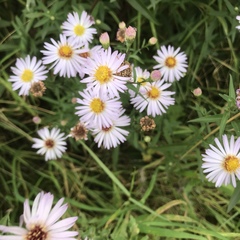 Symphyotrichum × salignum