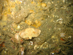 Cryptolithodes typicus