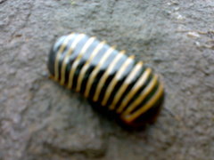 Oniscomorpha