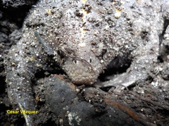 Rhinophrynus dorsalis