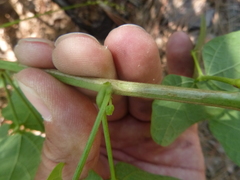 Phaseolus polystachios sinuatus