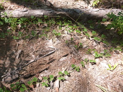 Phaseolus polystachios sinuatus