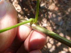 Phaseolus polystachios sinuatus