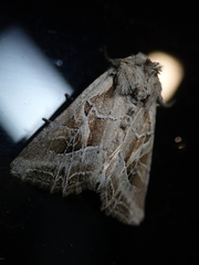 Lacanobia praedita