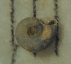 Vallonia perspectiva