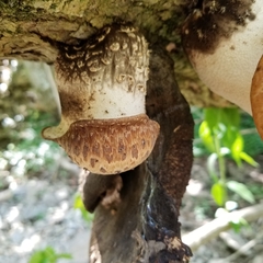 Cyclocybe parasitica
