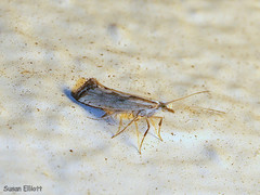 Plutella porrectella