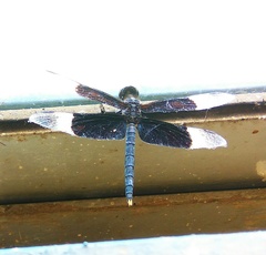 Neurothemis tullia