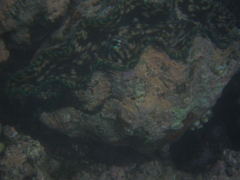 Tridacna derasa