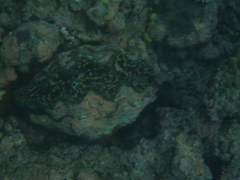 Tridacna derasa