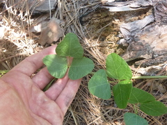 Phaseolus polystachios sinuatus
