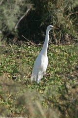 Ardea intermedia brachyrhyncha