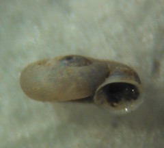 Vallonia perspectiva