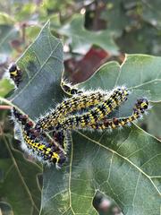 Copaxa multifenestrata