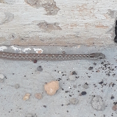 Dryophylax paraguanae
