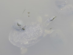 Apalone spinifera pallida