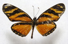 Eresia ithomioides alsina
