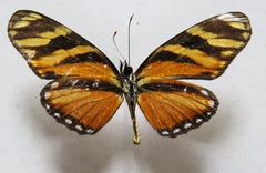 Eresia ithomioides alsina