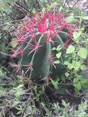 Ferocactus pilosus