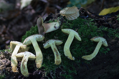 Hortiboletus engelii