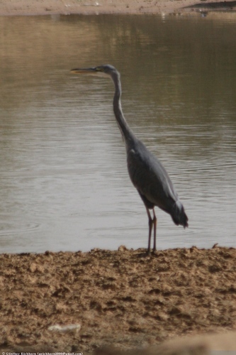 Black-headed Heron