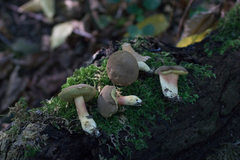 Hortiboletus engelii