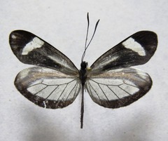 Dismorphia theucharila fortunata