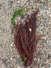 Sarcodiotheca gaudichaudii