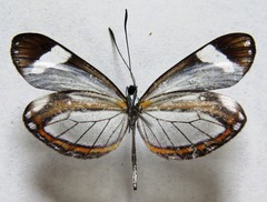 Dismorphia theucharila fortunata