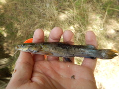 Pylodictis olivaris