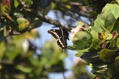 Papilio mackinnoni isokae