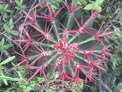 Ferocactus pilosus