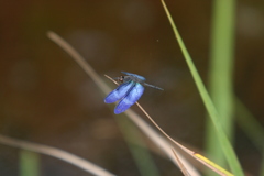 Zenithoptera fasciata