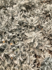 Centaurea gymnocarpa