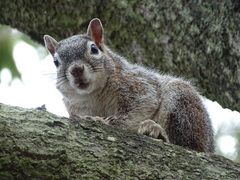 Sciurus nayaritensis