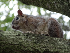 Sciurus nayaritensis