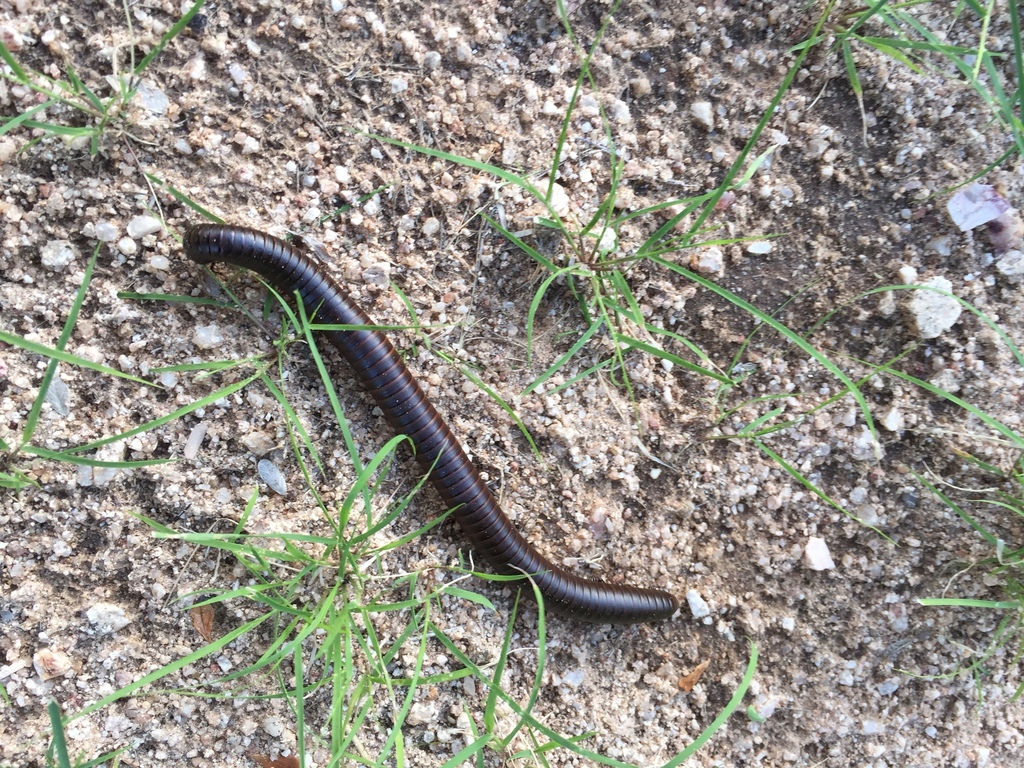 Texas Millipede