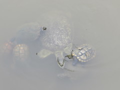 Apalone spinifera pallida