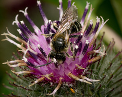 Lasioglossum zonulus