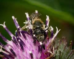Lasioglossum zonulus