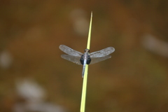 Erythrodiplax unimaculata