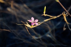 Dianthus deltoides