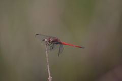 Orthemis ambirufa