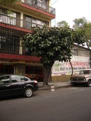 Ficus elastica