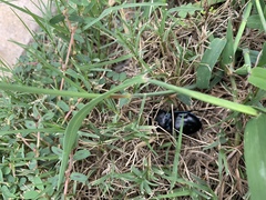 Pasimachus elongatus